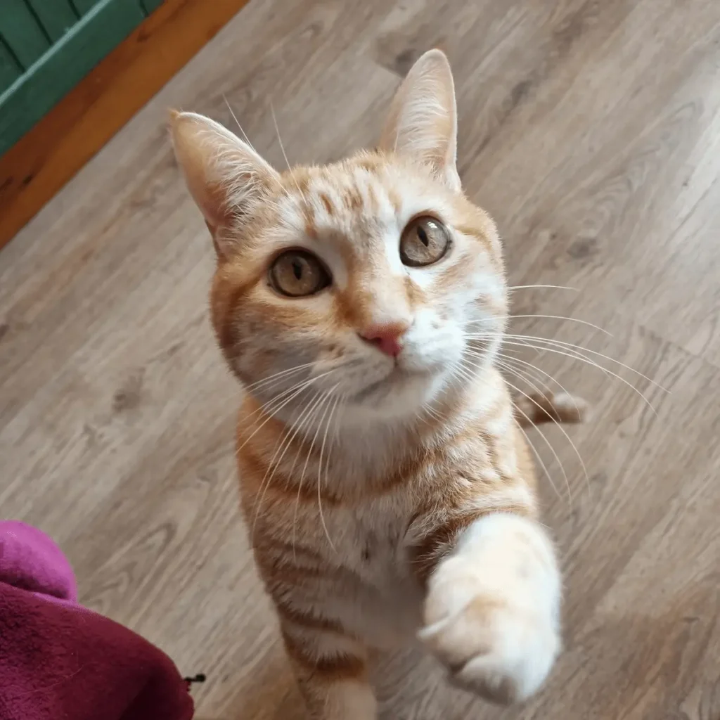 chat en demande lors d'une communication animale