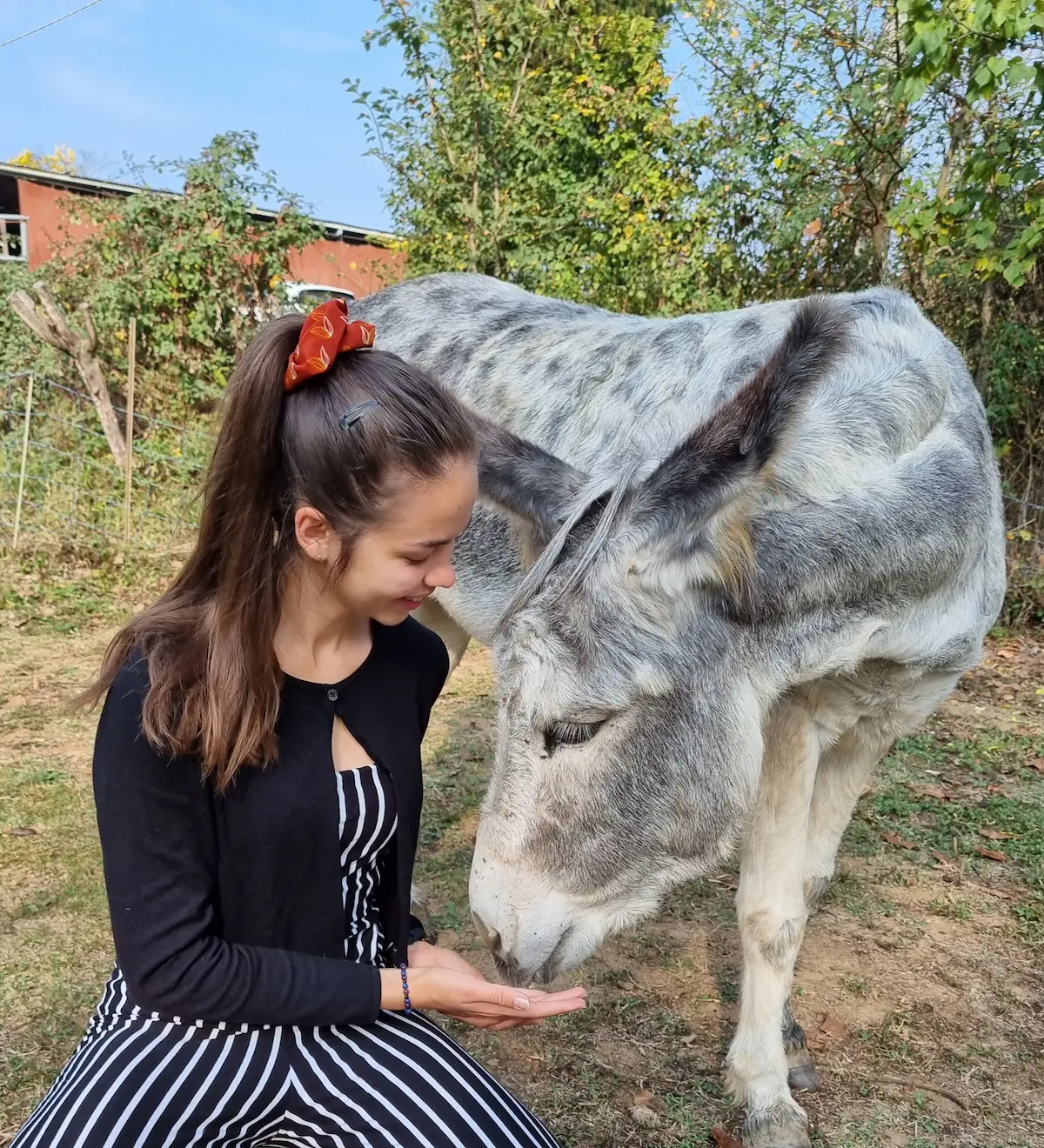 femme en communication avec un âne dans un pré